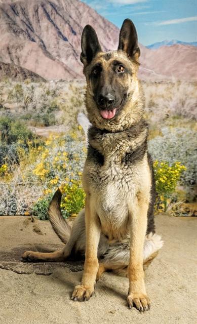 Enlarge CECE, a Adoptable mixed breed in Thousand Palms, CA image 1/1