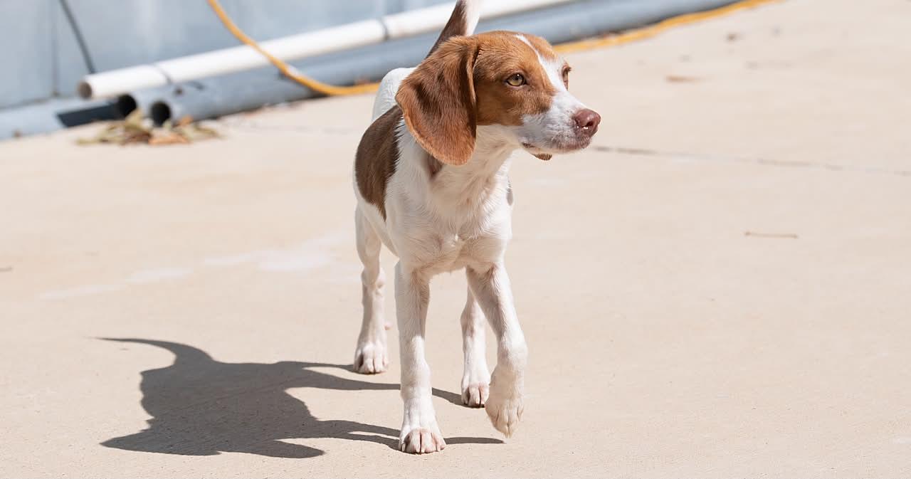 Enlarge Flower, a Adoptable Beagle in Memphis, TN image 4/5