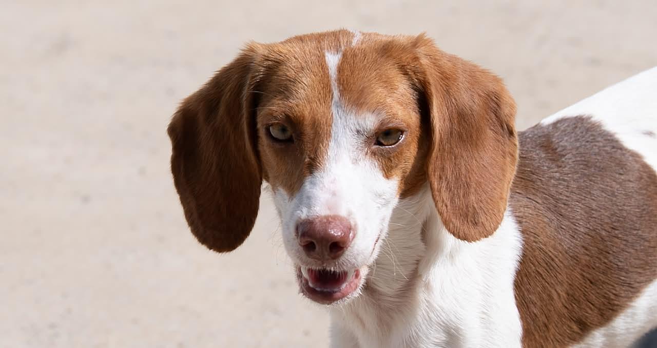 Enlarge Flower, a Adoptable Beagle in Memphis, TN image 2/5