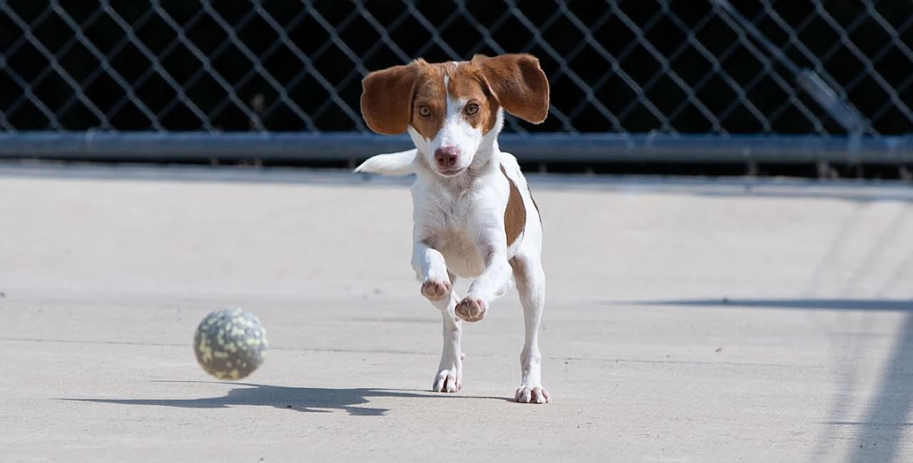 Enlarge Flower, a Adoptable Beagle in Memphis, TN image 3/5