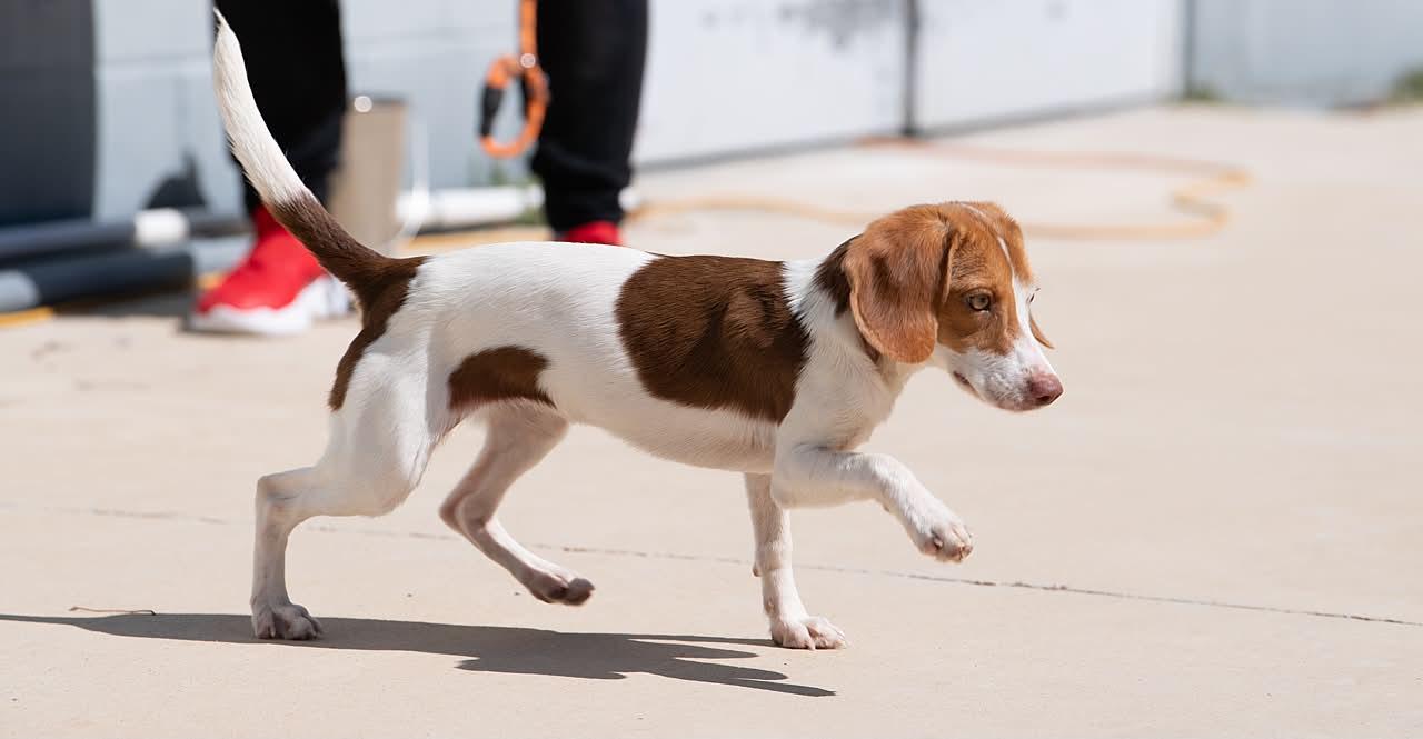 Enlarge Flower, a Adoptable Beagle in Memphis, TN image 5/5