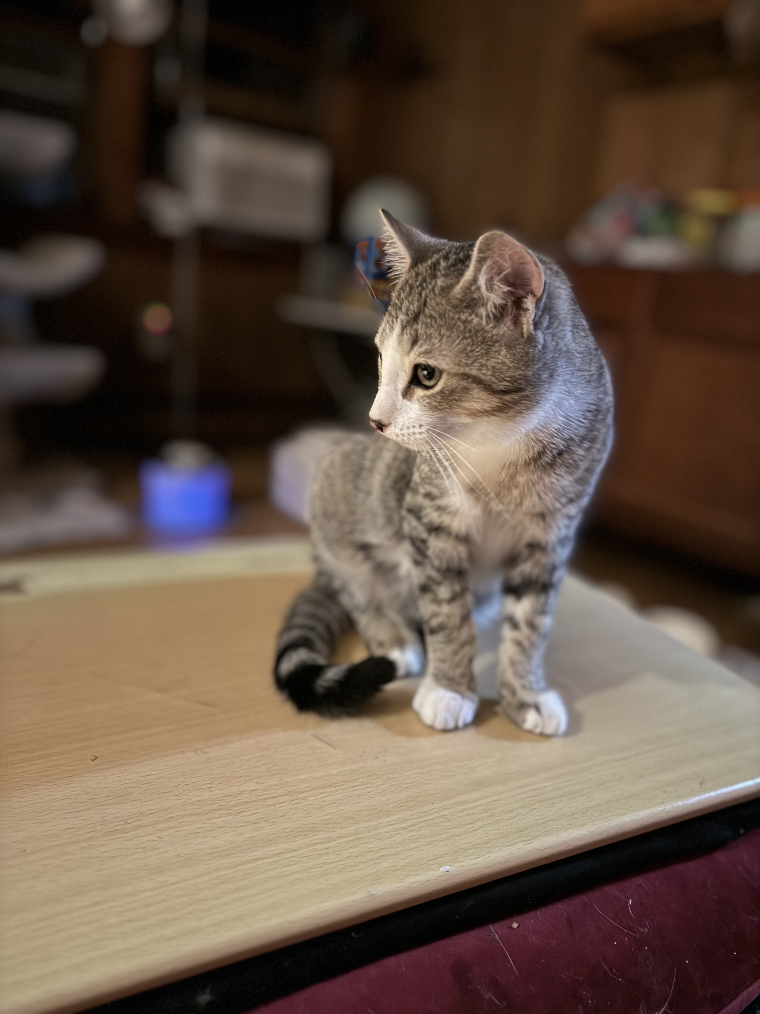 Enlarge Saturn, a Adopted Domestic Short Hair in Bourne, MA image 2/4