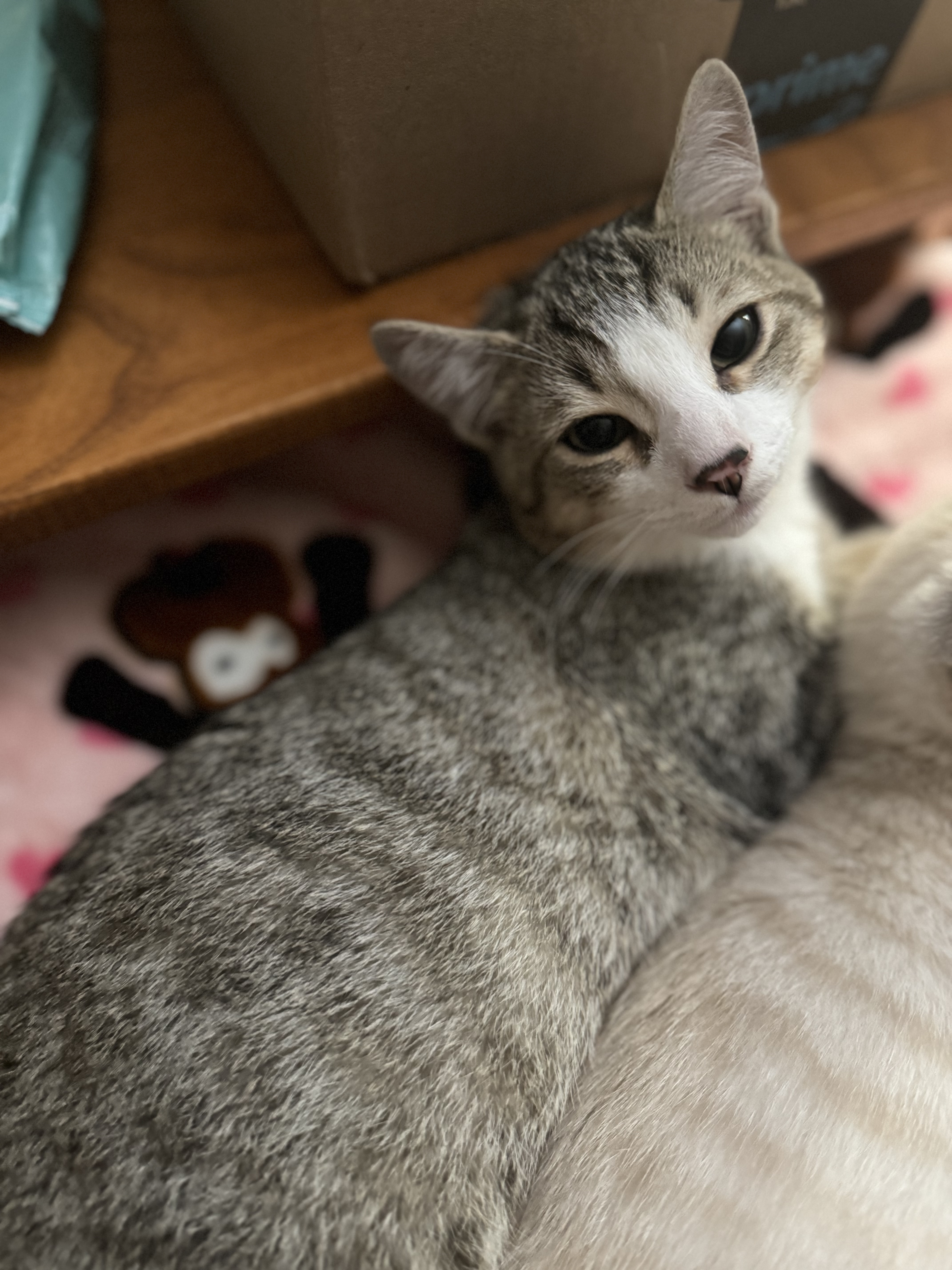 Enlarge Saturn, a Adopted Domestic Short Hair in Bourne, MA image 1/4