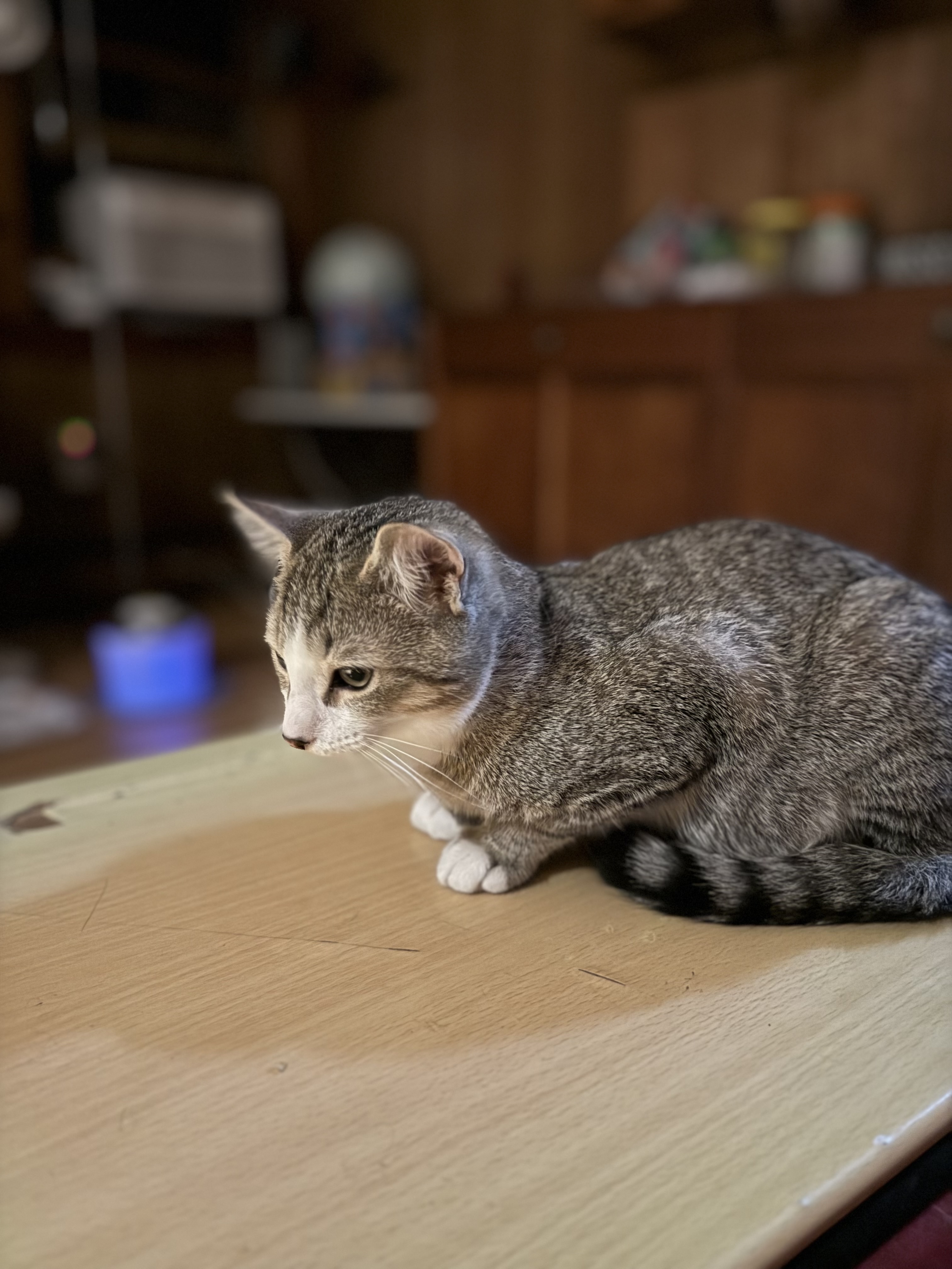 Enlarge Saturn, a Adopted Domestic Short Hair in Bourne, MA image 4/4