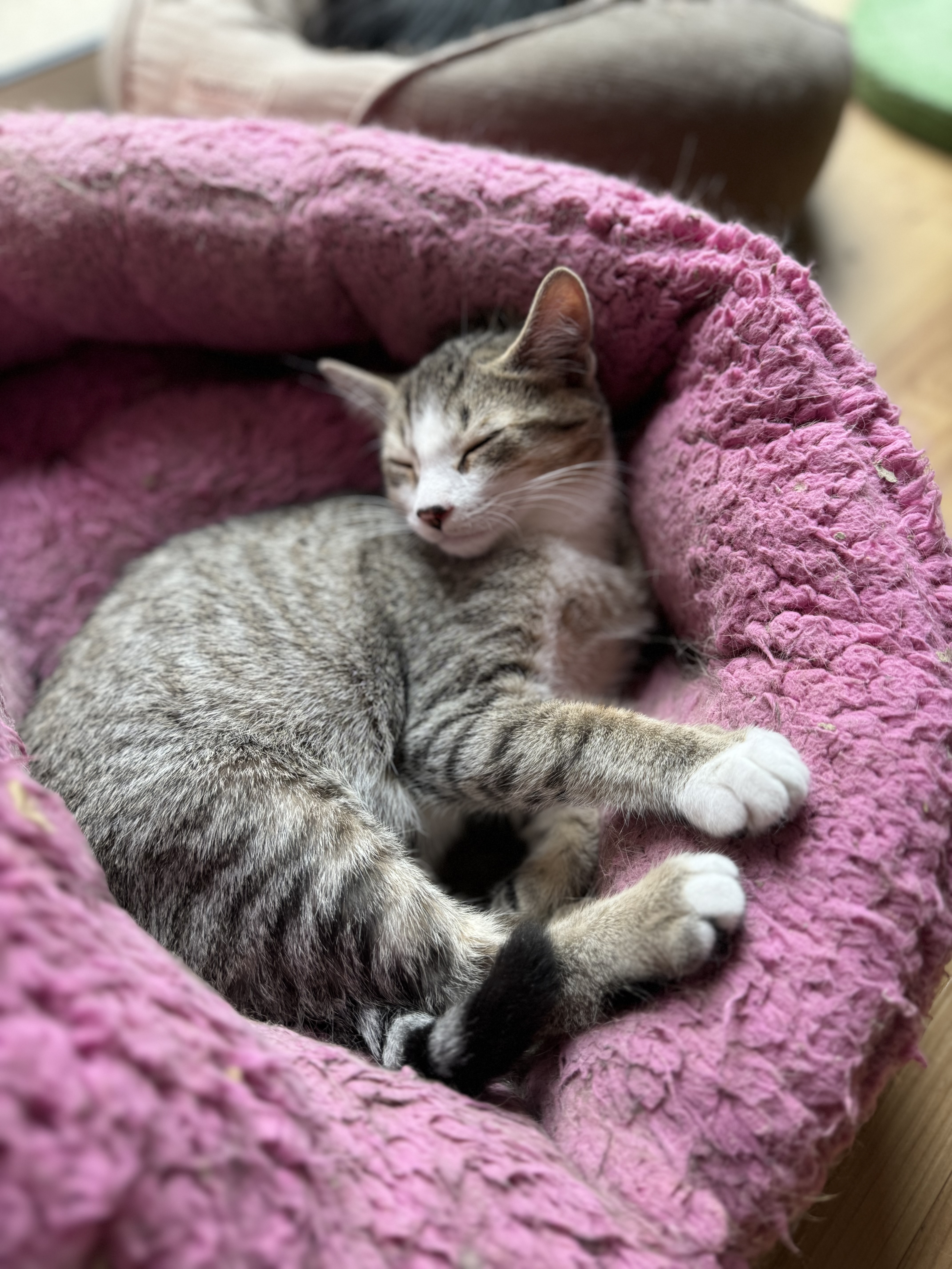 Enlarge Saturn, a Adopted Domestic Short Hair in Bourne, MA image 3/4