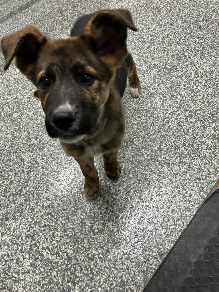 Enlarge Mar-Tee, a Adoptable mixed breed in Mustang, OK image 1/1