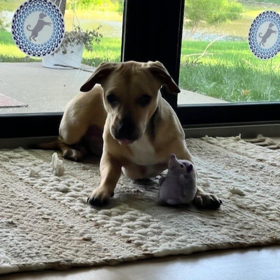 Shiloh 5