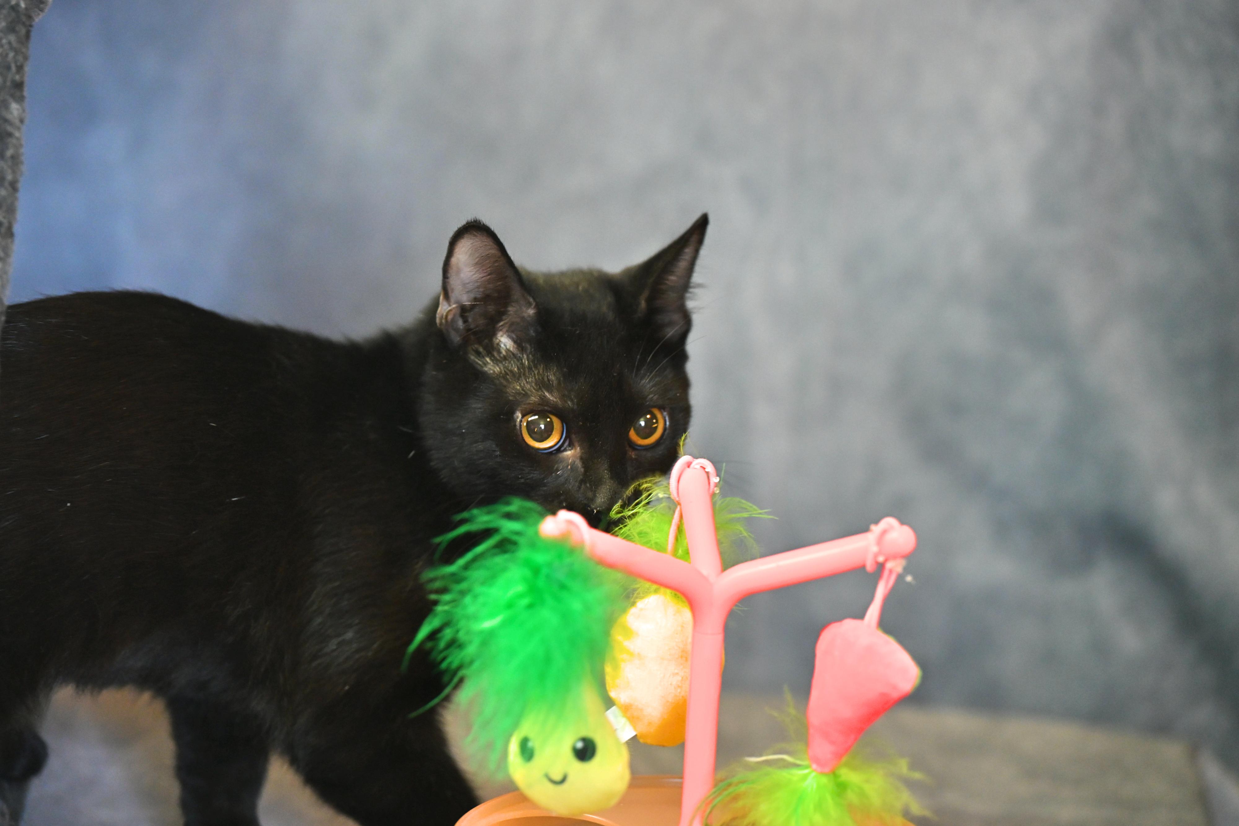 Rose - black beauty!, Adoptable, Young Female Domestic Short Hair.
