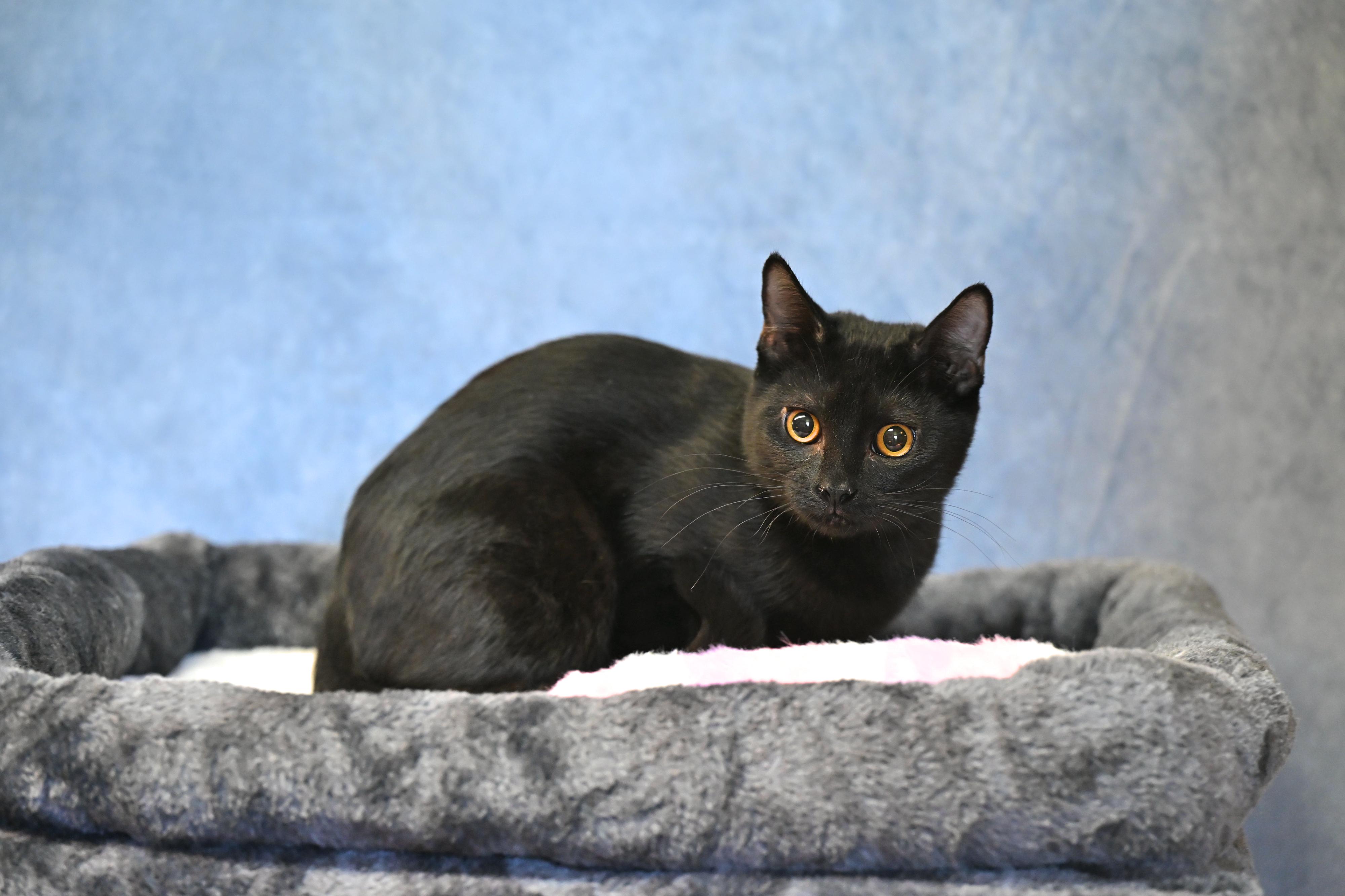 Enlarge Rose - black beauty!, a Adoptable mixed breed in Nanuet, NY image 2/4