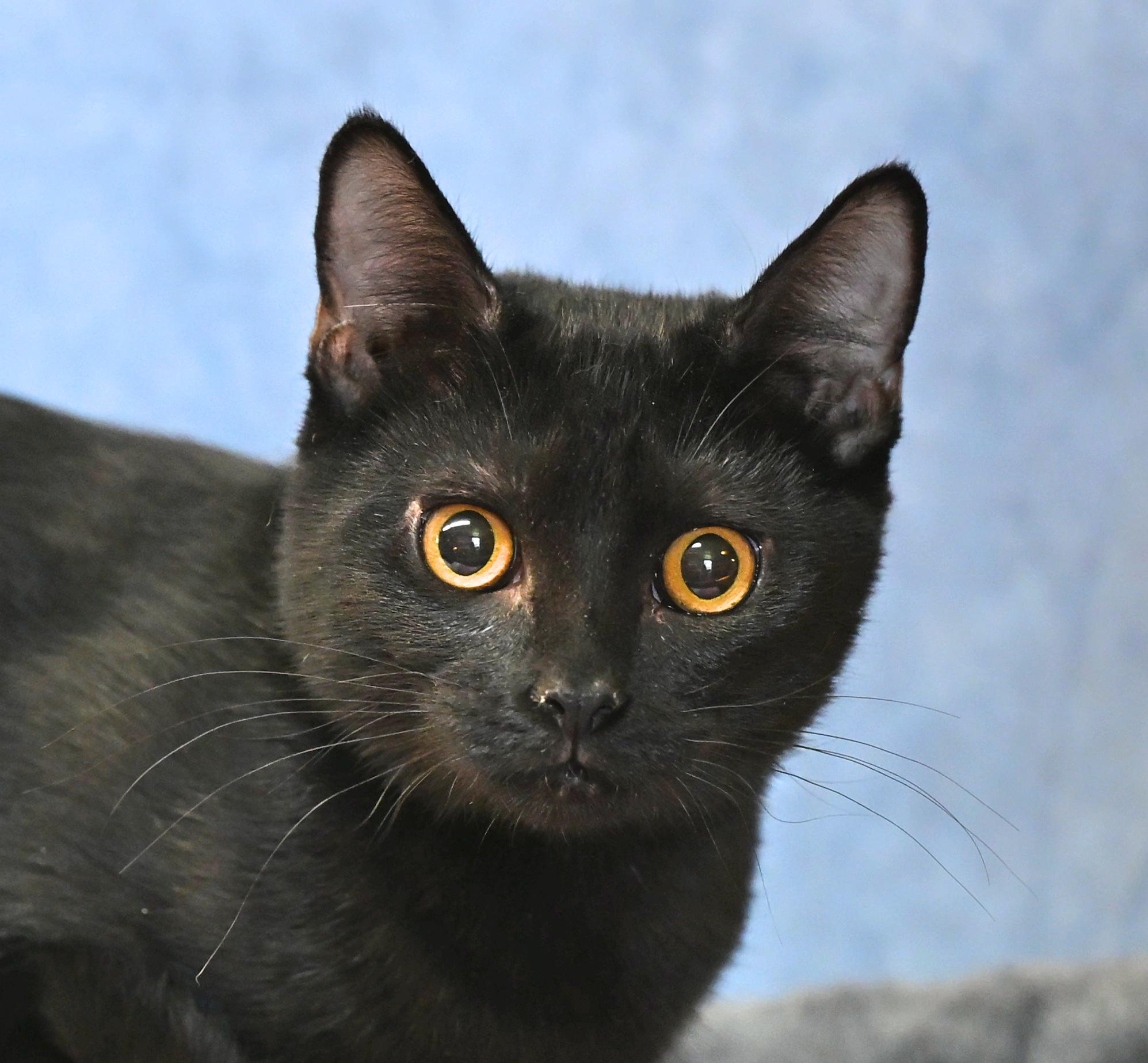 Enlarge Rose - black beauty!, a Adoptable mixed breed in Nanuet, NY image 3/4