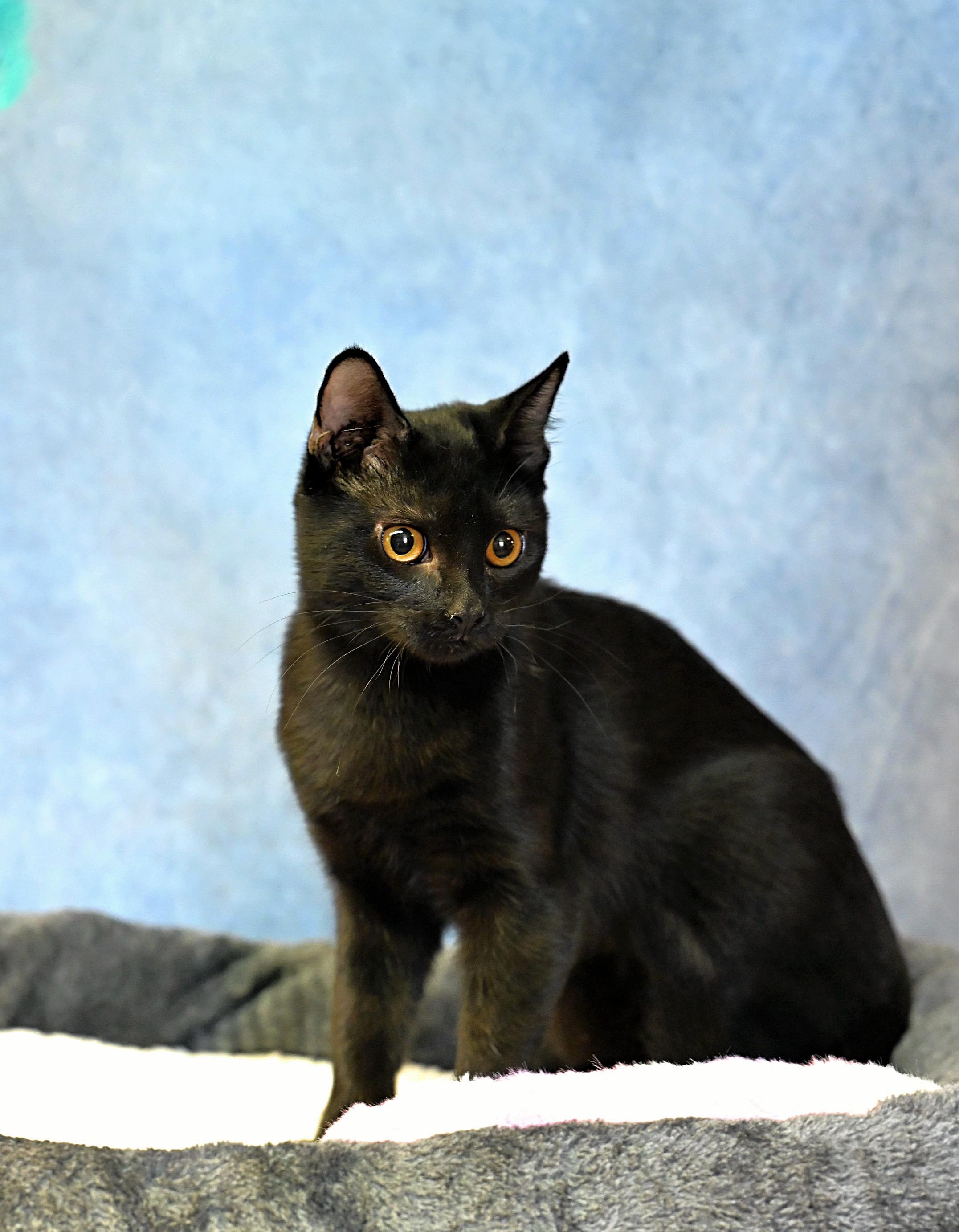 Enlarge Rose - black beauty!, a Adoptable mixed breed in Nanuet, NY image 4/4