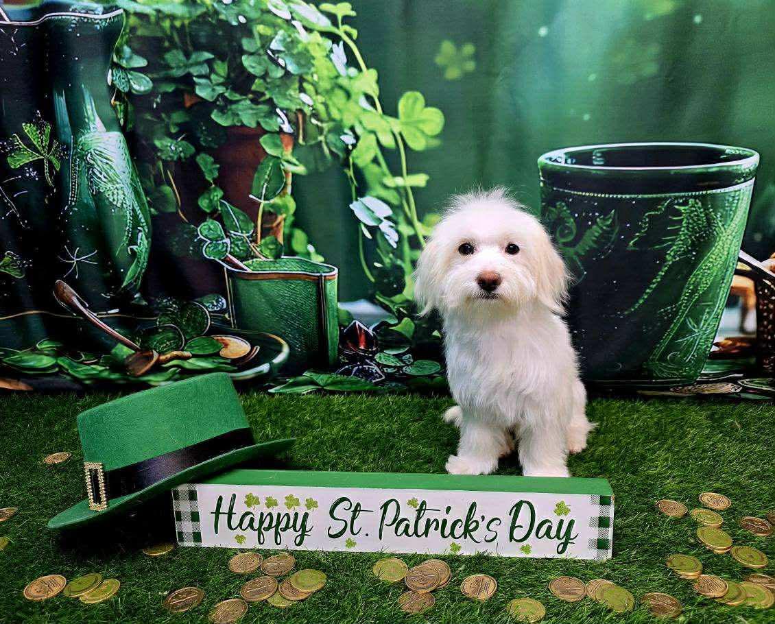 Rosé, adopted, Young Female Bichon Frise.