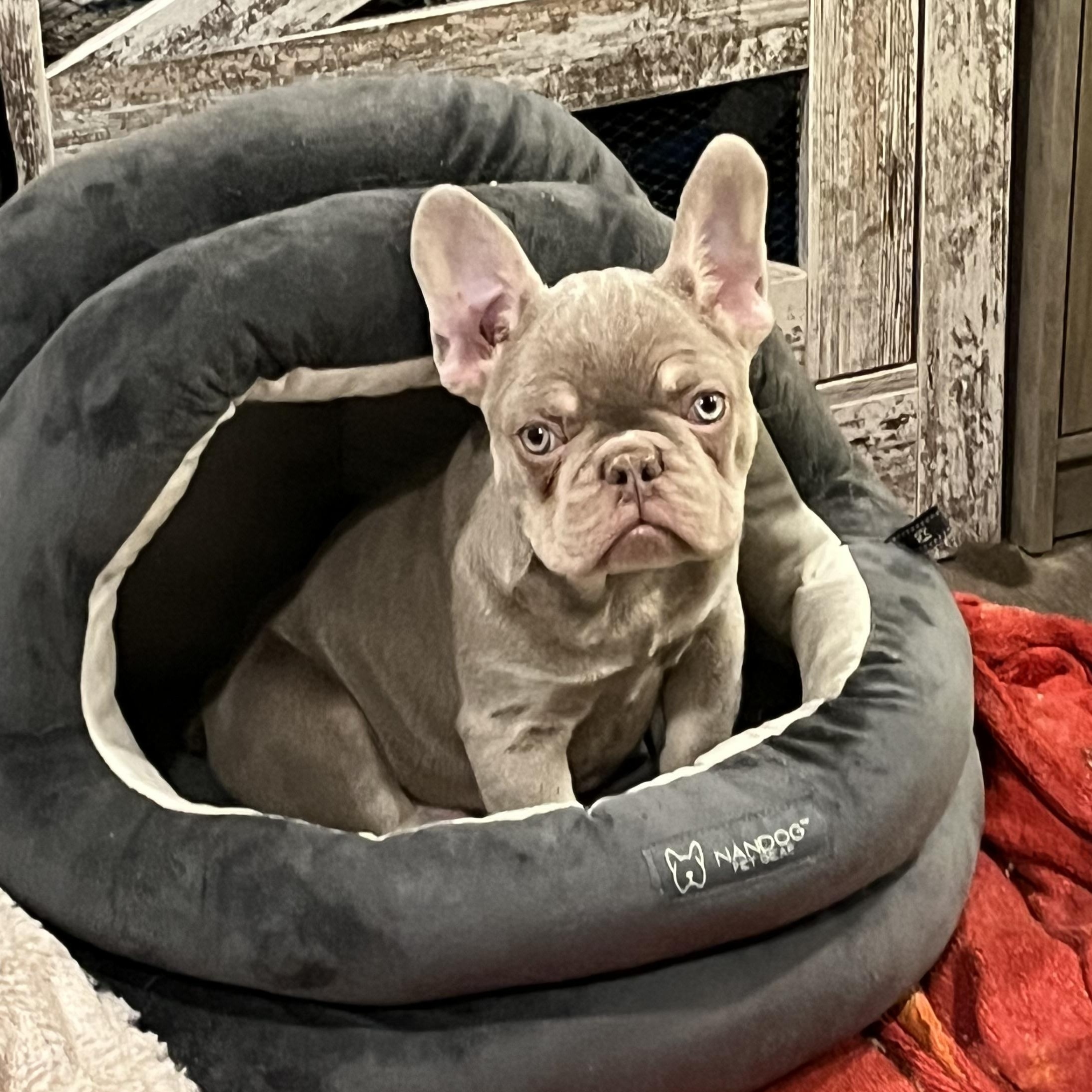 Enlarge Mickey the Ghost, a ADOPTABLE French Bulldog in Athens, OH image 1/1