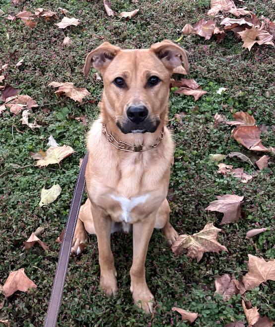 Enlarge Chorizo, an adopted mixed breed in Palmyra, VA image 3/5