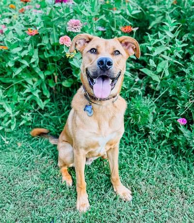 Enlarge Chorizo, an adopted mixed breed in Palmyra, VA image 5/5
