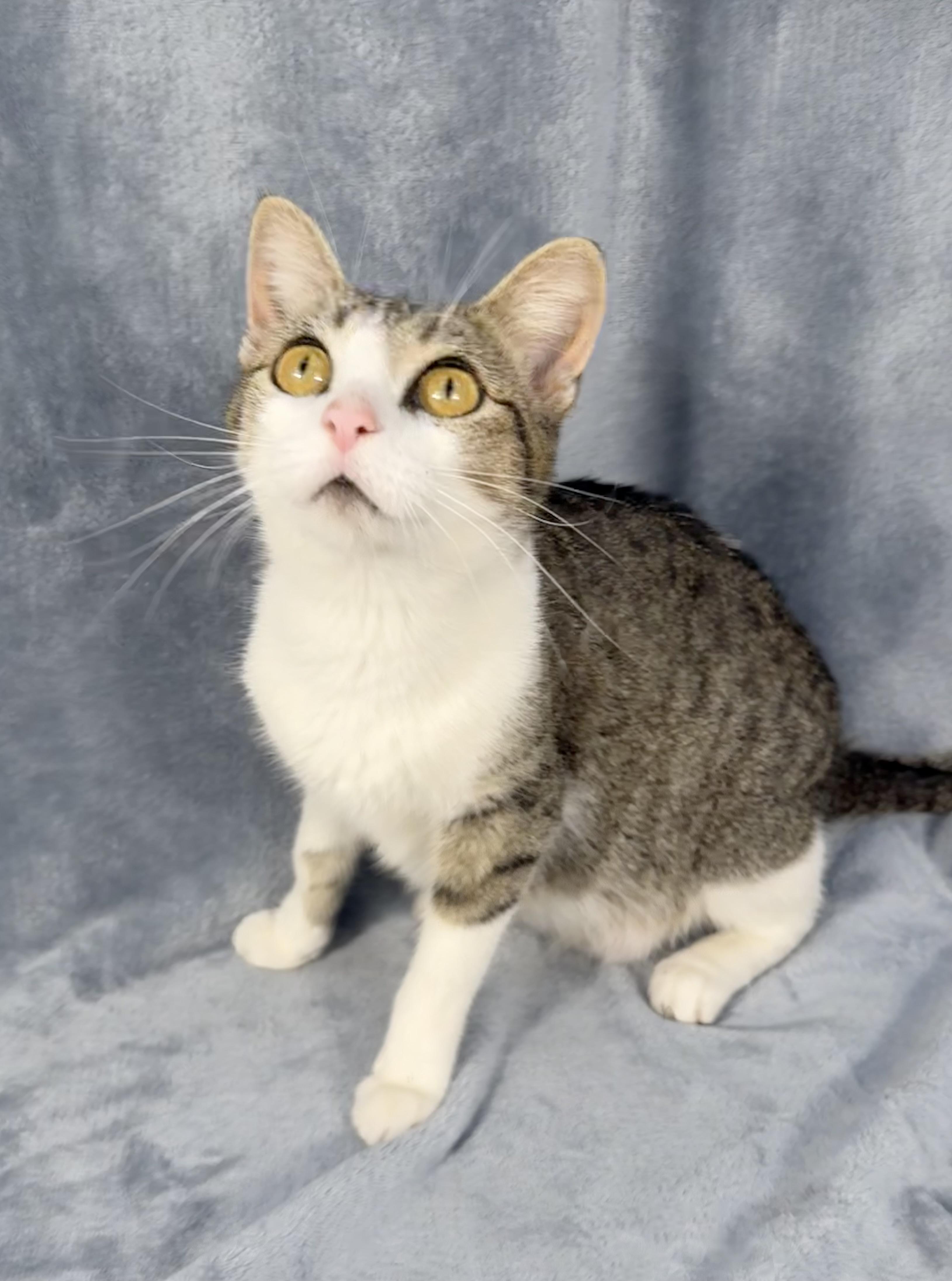 Enlarge Yasmine, a ADOPTABLE Domestic Short Hair in Minneapolis, MN image 2/4
