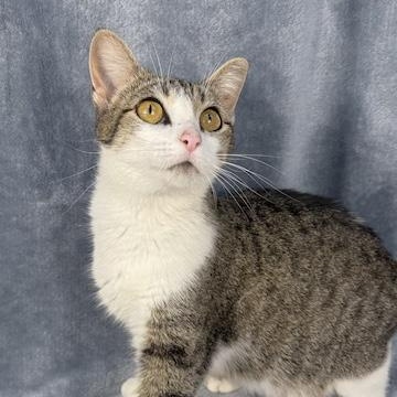 Enlarge Yasmine, a ADOPTABLE Domestic Short Hair in Minneapolis, MN image 1/4