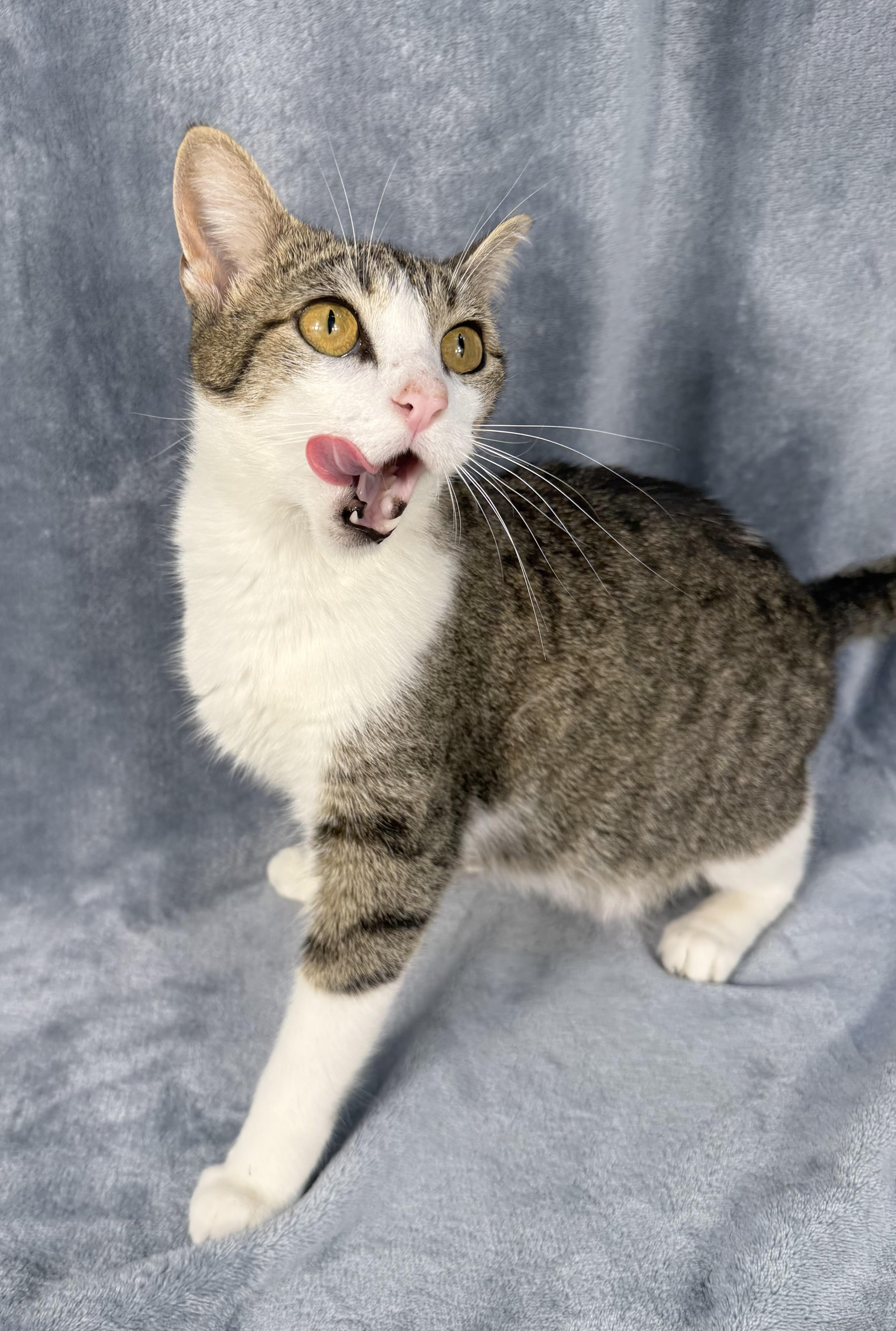 Enlarge Yasmine, a ADOPTABLE Domestic Short Hair in Minneapolis, MN image 3/4