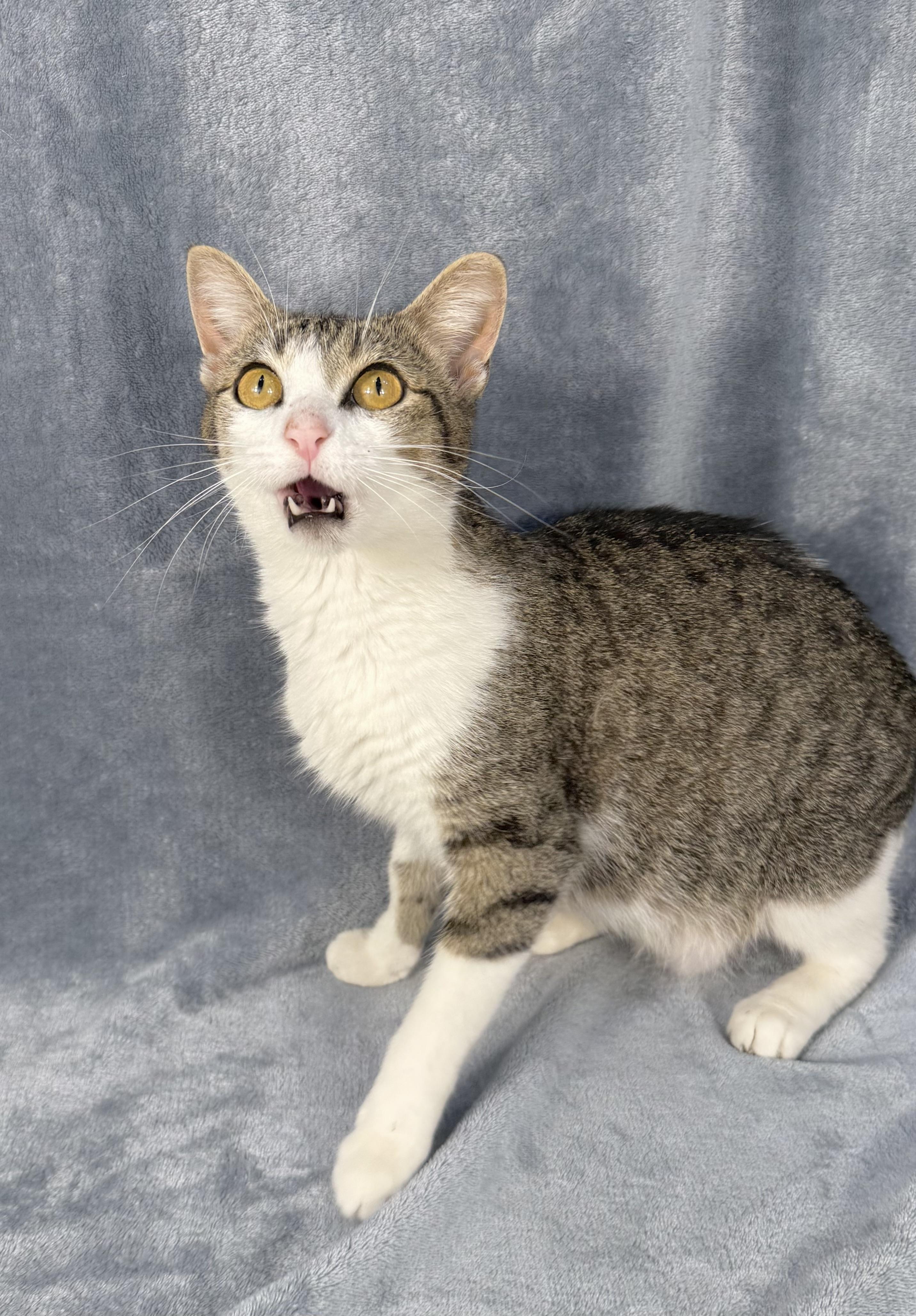 Enlarge Yasmine, a ADOPTABLE Domestic Short Hair in Minneapolis, MN image 4/4