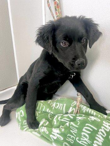 Enlarge Whitney, an adopted mixed breed in Bedford Hills, NY image 1/2