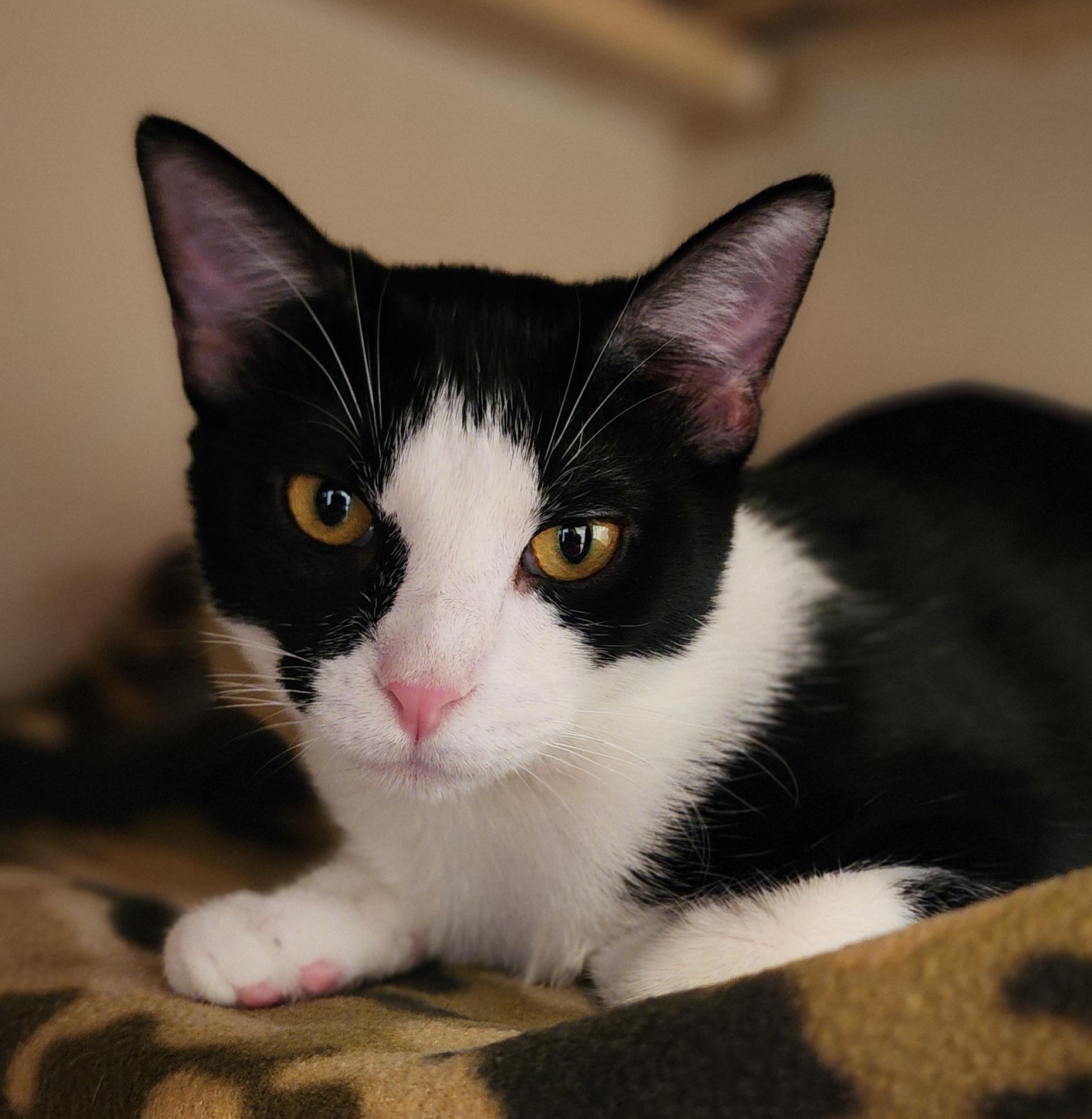 Chloe (Stephanie’s Litter) photo 3