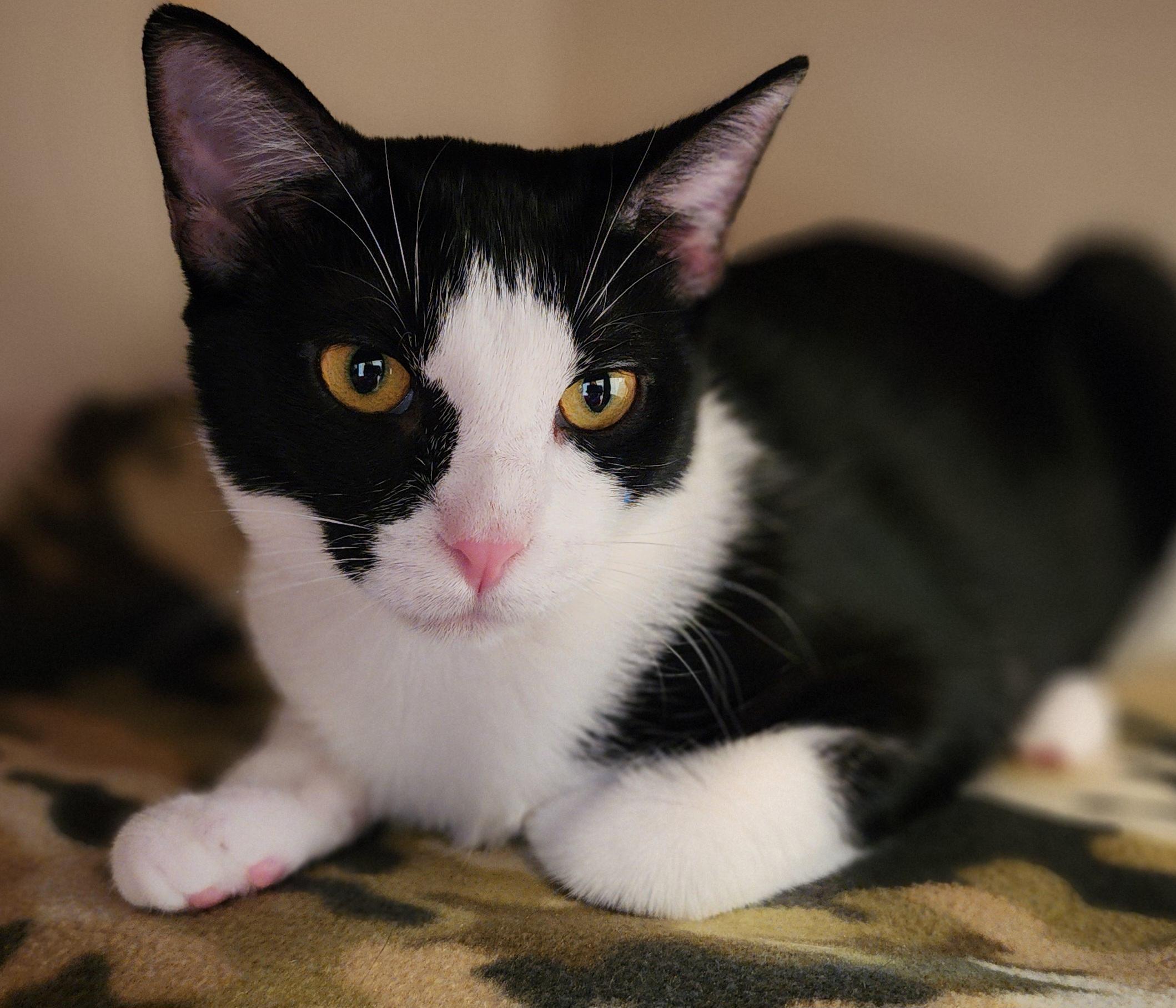Chloe (Stephanie’s Litter), Baby Female Tuxedo