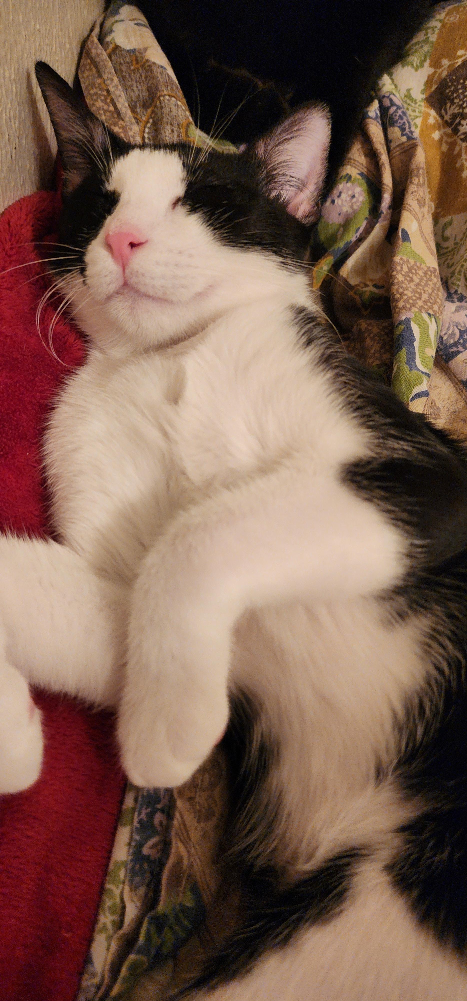 Chloe (Stephanie’s Litter) photo 2