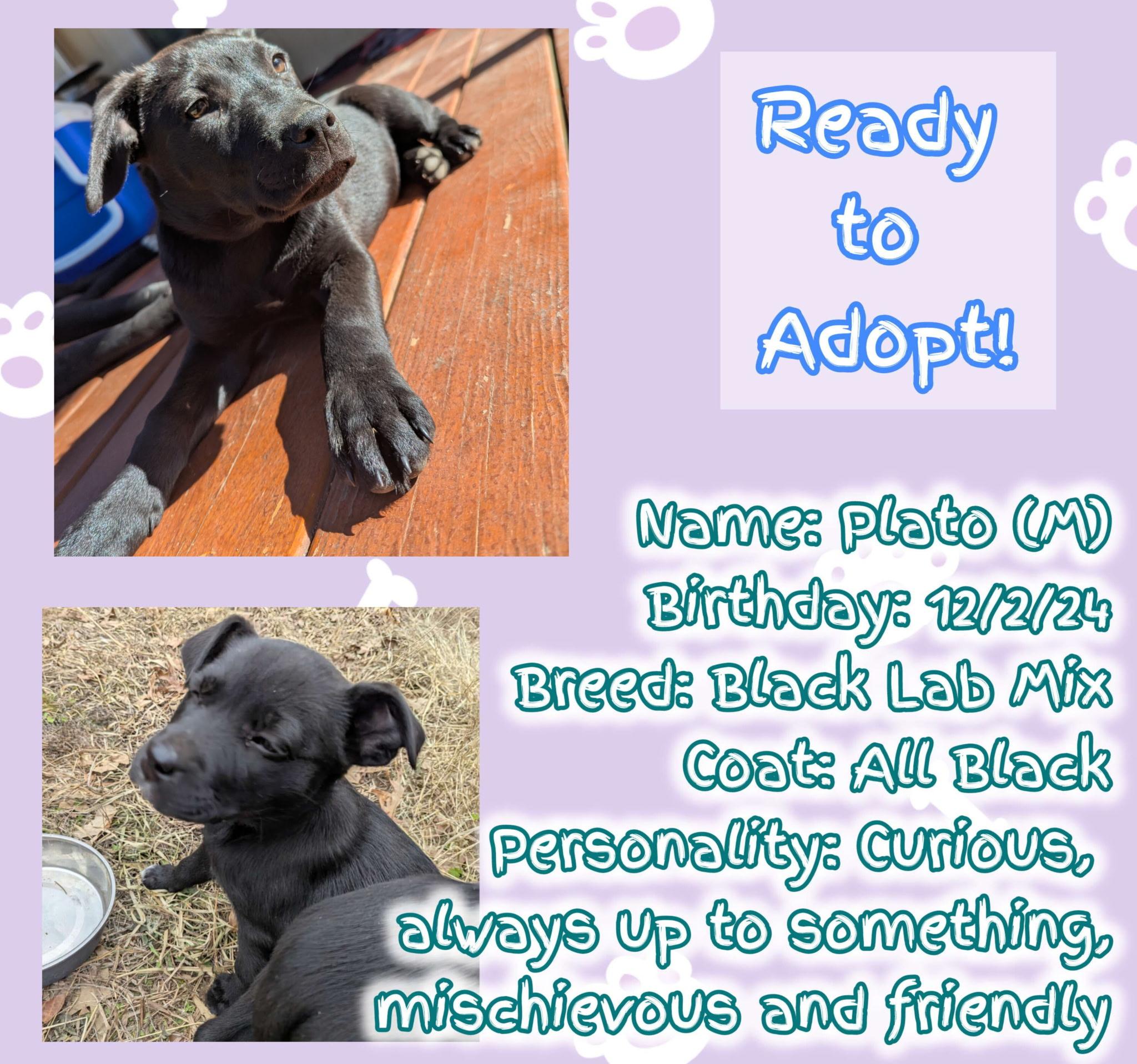 Plato, Baby Male Mixed Breed