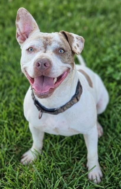 KOZY, Adoptable, Adult Male American Staffordshire Terrier.