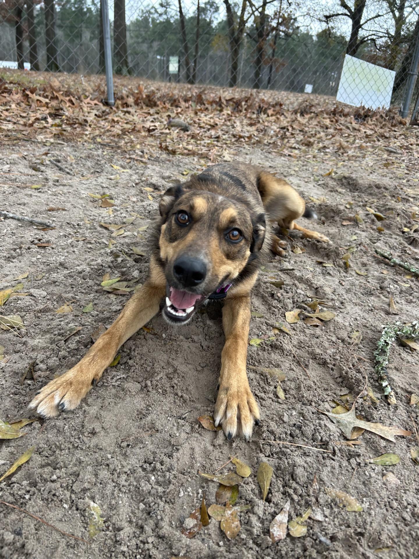 Strawberry, an adoptable Catahoula Leopard Dog Mix in Lufkin, TX_image-1