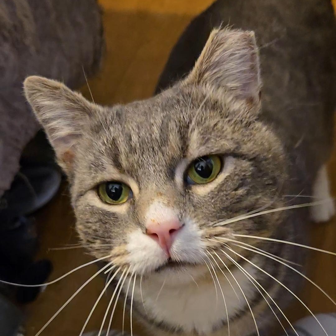 Enlarge Nipsie, a Adoptable Domestic Short Hair in Kenhorst, PA image 1/4