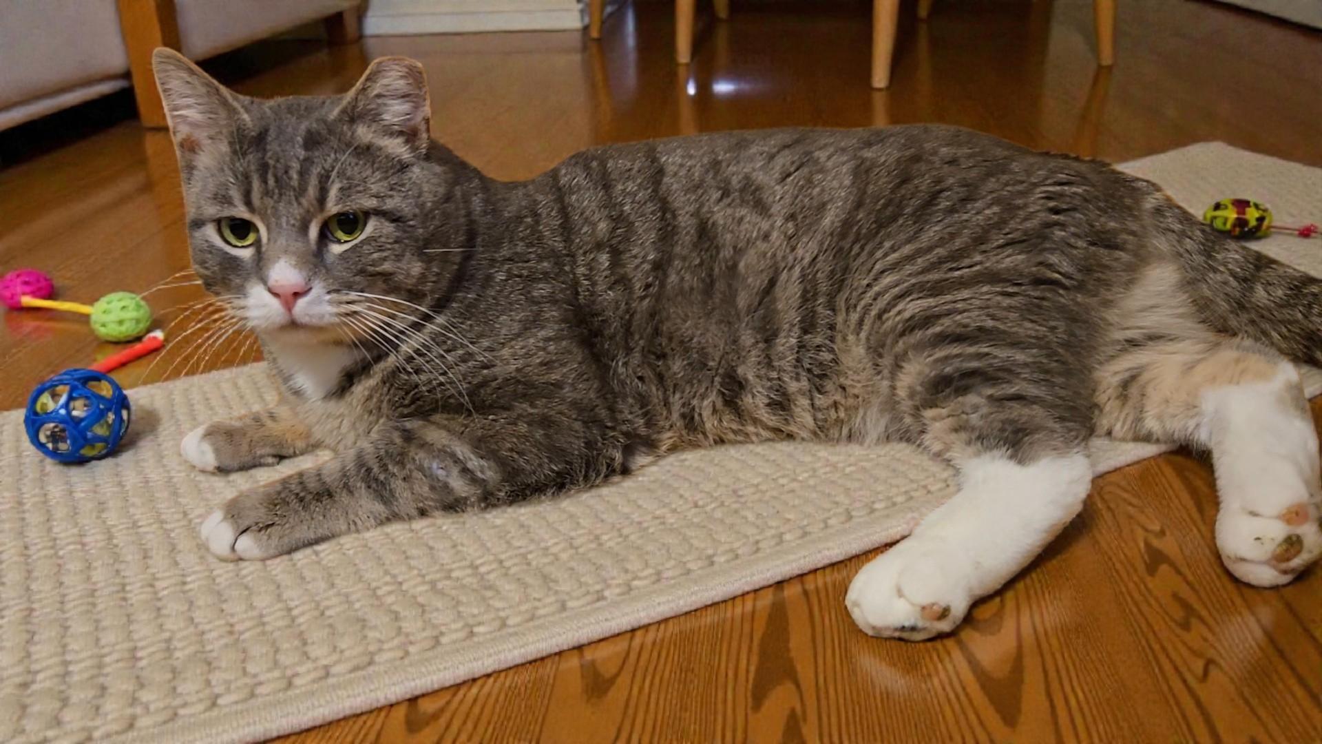 Enlarge Nipsie, a Adoptable Domestic Short Hair in Kenhorst, PA image 4/4
