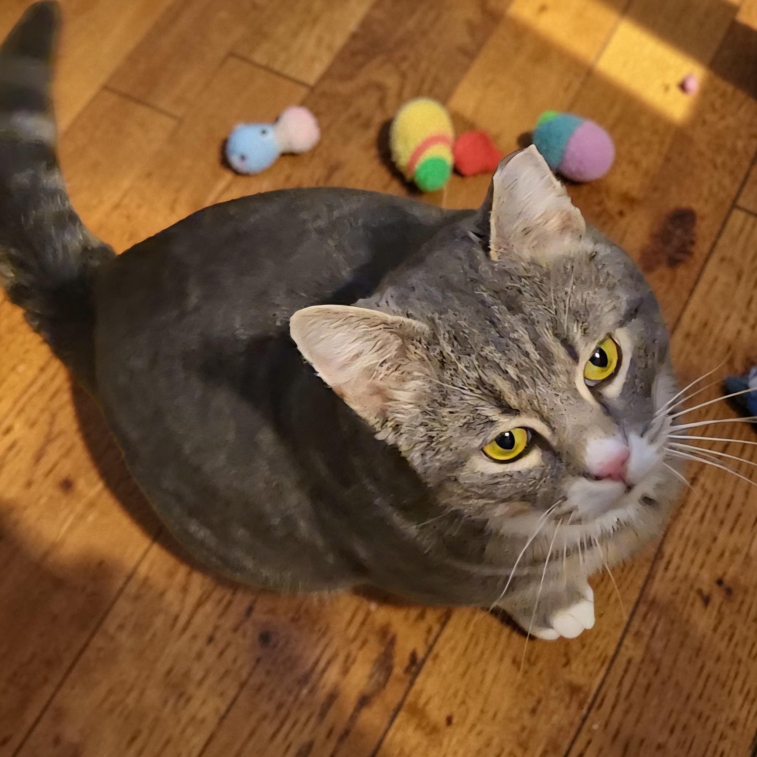 Enlarge Nipsie, a Adoptable Domestic Short Hair in Kenhorst, PA image 3/4