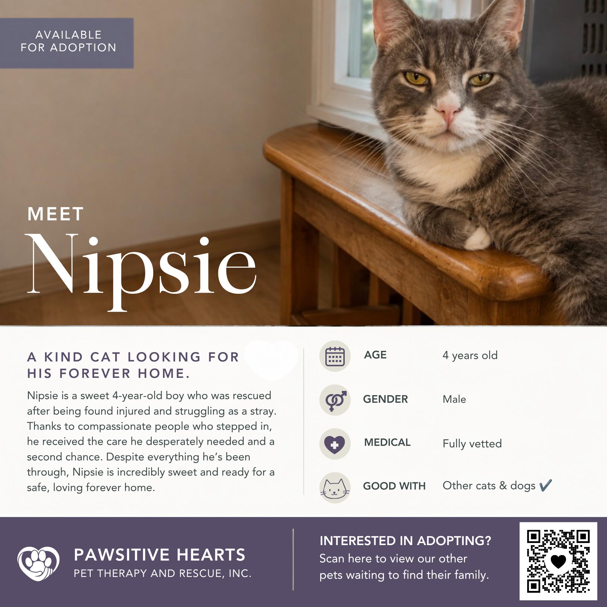 Enlarge Nipsie, a Adoptable Domestic Short Hair in Kenhorst, PA image 2/4