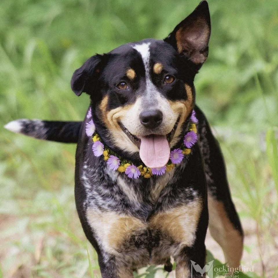 Enlarge Darlene, a Adoptable mixed breed in Williston, FL image 2/2