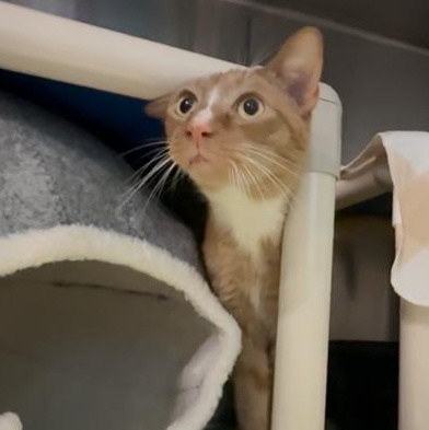 Gizmo, a ADOPTABLE Domestic Short Hair in Marion, NC image 1/4