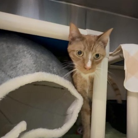 Gizmo, a ADOPTABLE Domestic Short Hair in Marion, NC image 4/4