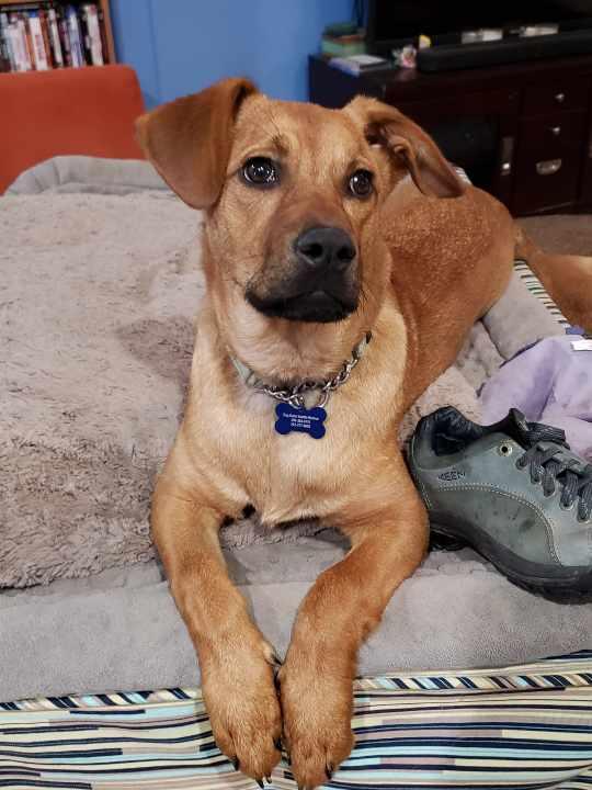 Enlarge Brick, a Adoptable mixed breed in Bothell, WA image 1/3