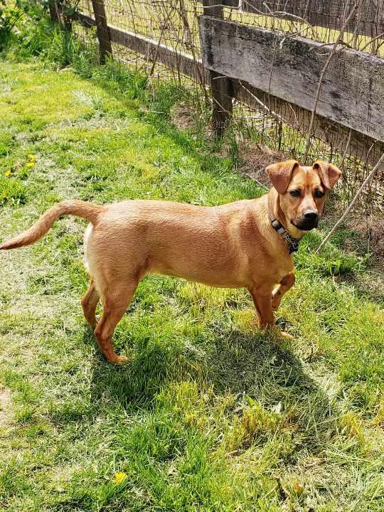 Brick, Adoptable, Young Male Retriever & Hound.