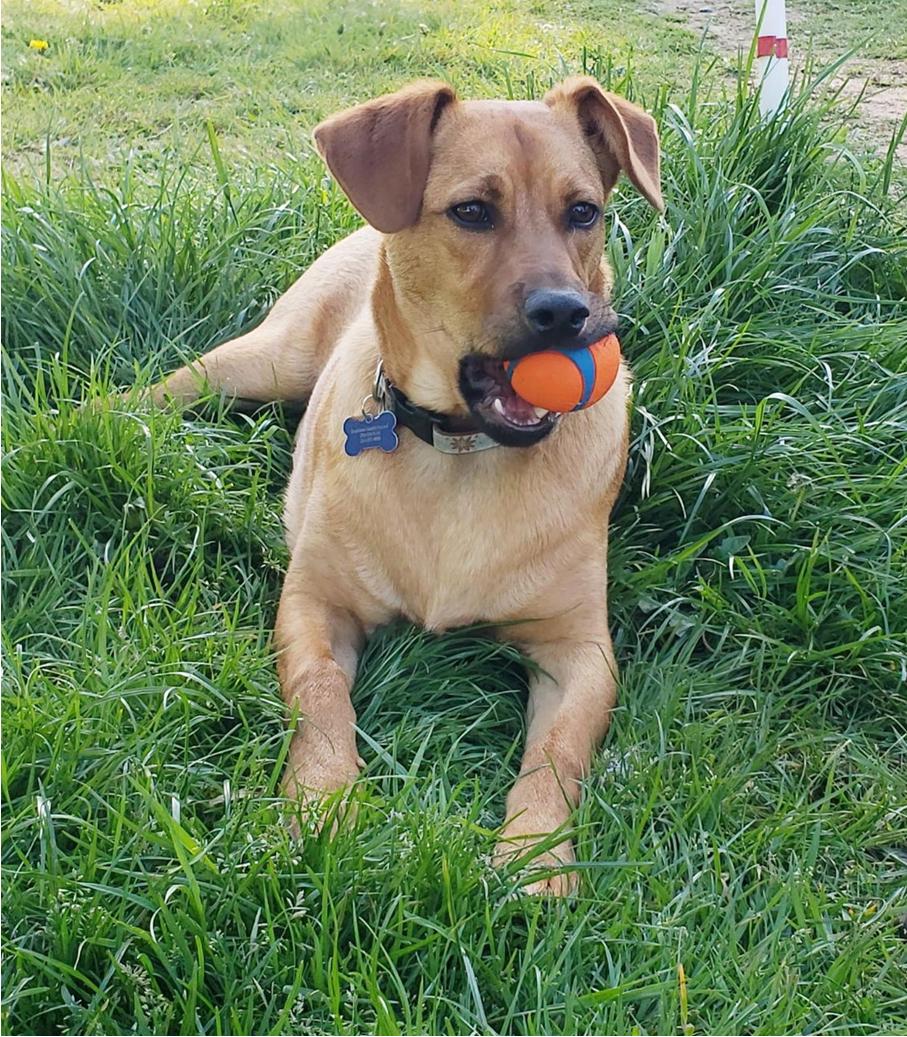 Enlarge Brick, a Adoptable mixed breed in Bothell, WA image 2/3