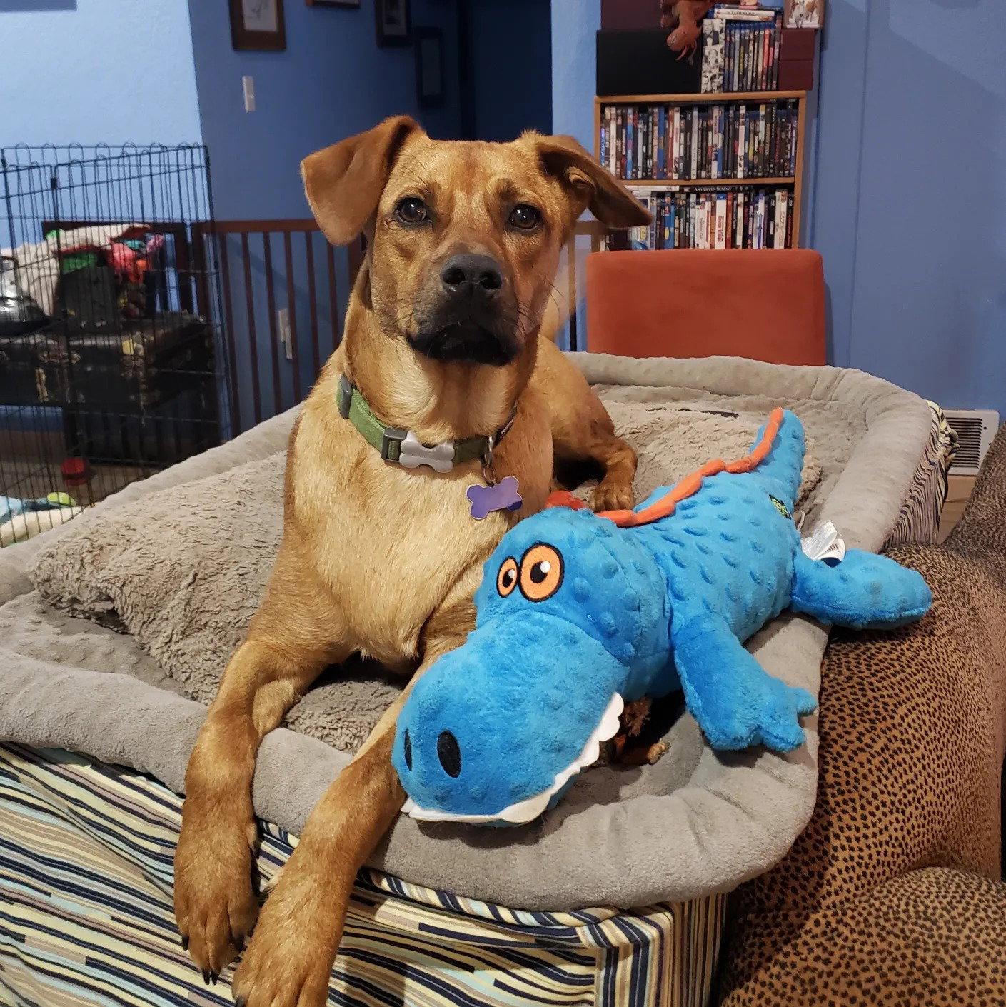 Brick, a Adoptable mixed breed in Bothell, WA image 3/3