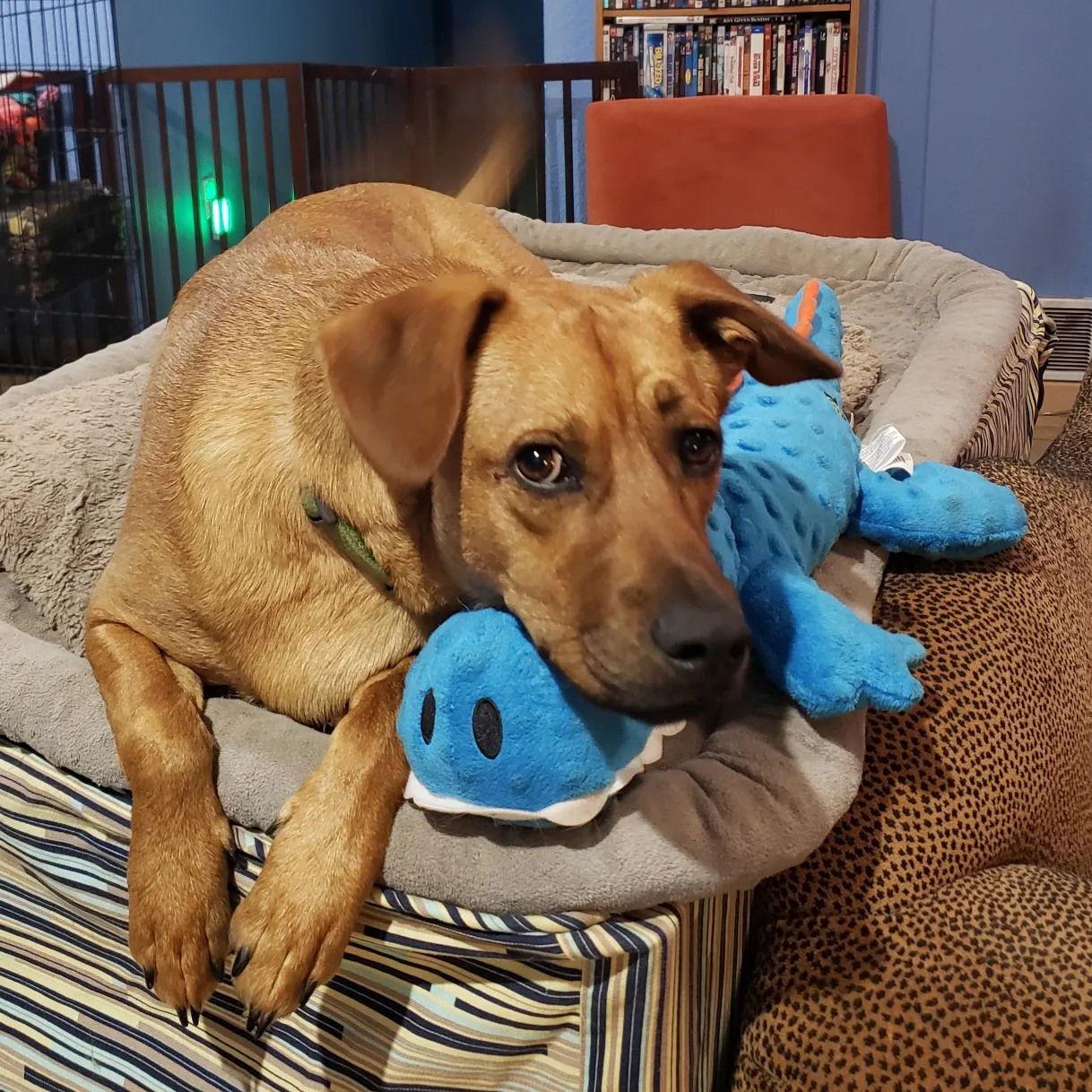 Enlarge Brick, a Adoptable mixed breed in Bothell, WA image 3/3