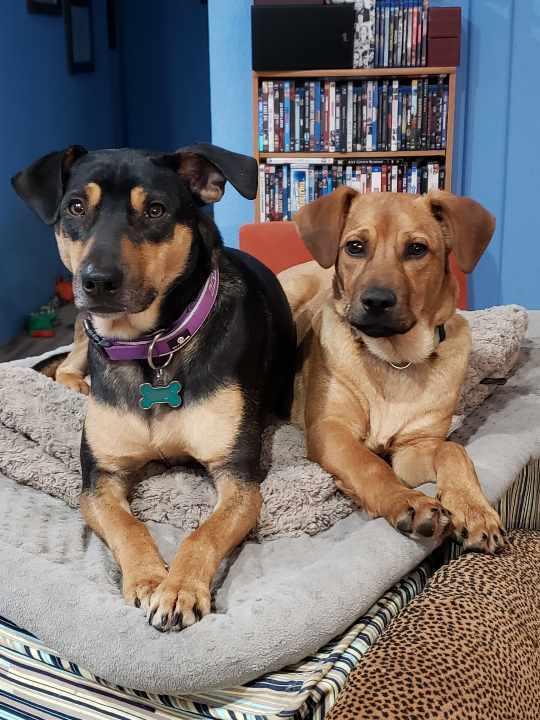 Enlarge Brick, a Adoptable mixed breed in Bothell, WA image 3/3