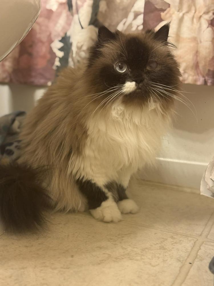 Lizzy, Adoptable, Adult Female Persian.