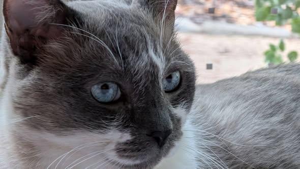 Mack, Adoptable, Senior Male Siamese & Snowshoe.