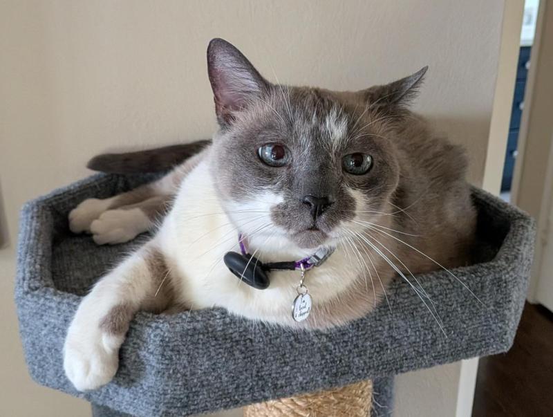 Enlarge Mack, a Adoptable mixed breed in Sunnyvale, CA image 2/4