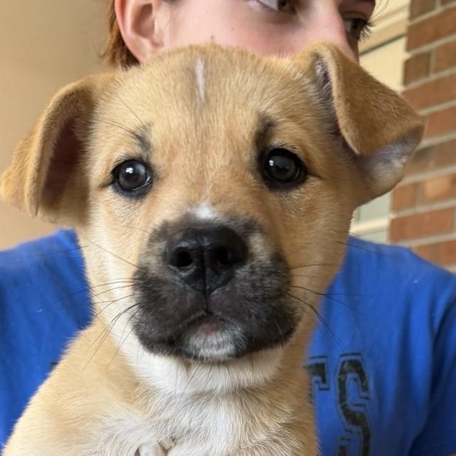 June, a Adoptable mixed breed in Keene, NH image 1/2