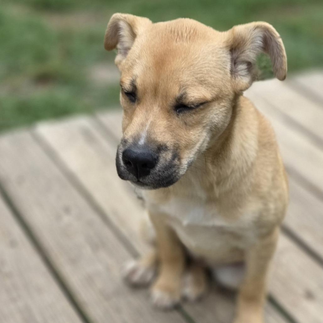 June, a Adoptable mixed breed in Keene, NH image 2/2