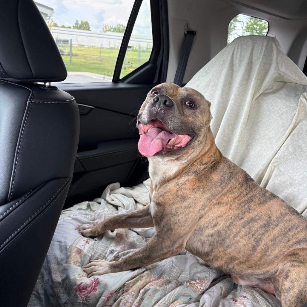 Stackz, Adoptable, Adult Male Pit Bull Terrier.