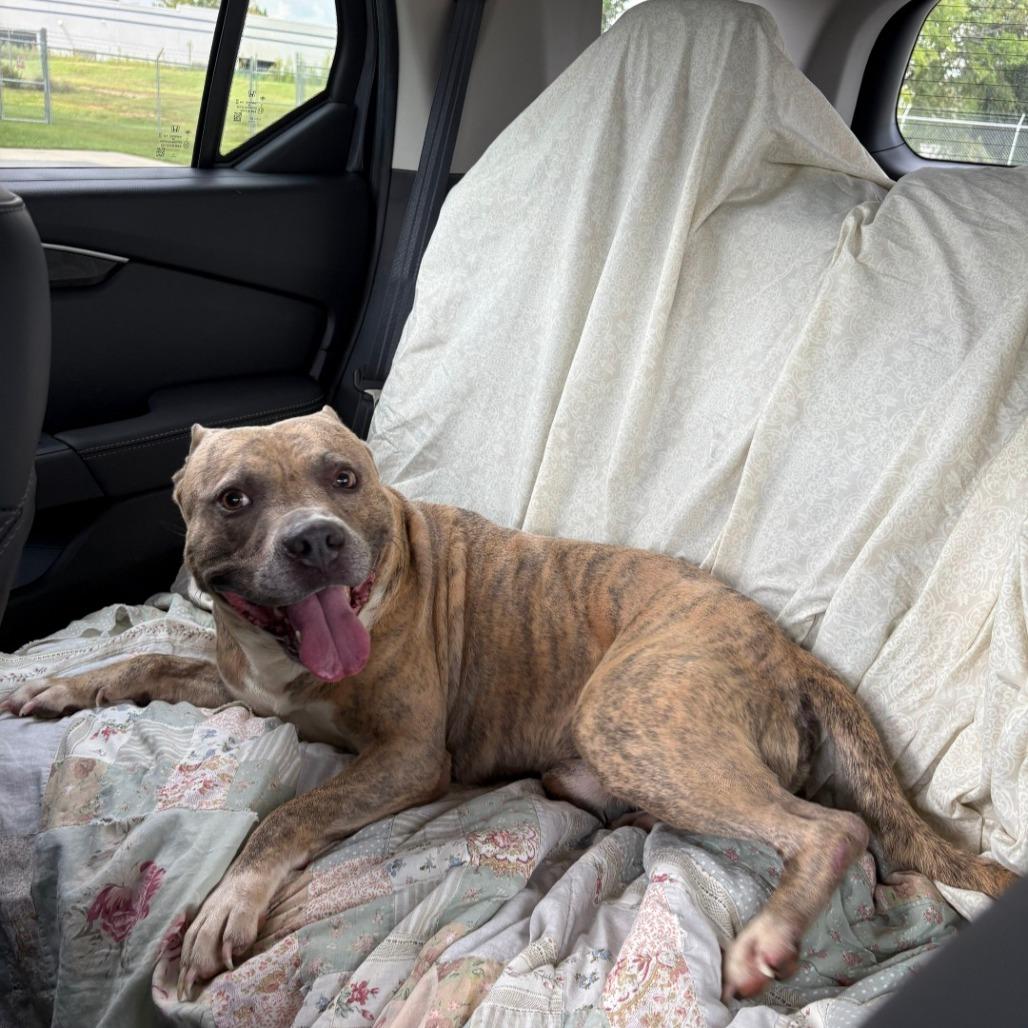 Enlarge Stackz, a Adoptable Pit Bull Terrier in Hope Mills, NC image 2/2